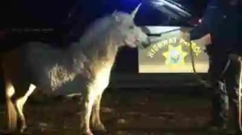 La Policía de California pasa 4 horas persiguiendo a un Unicornio