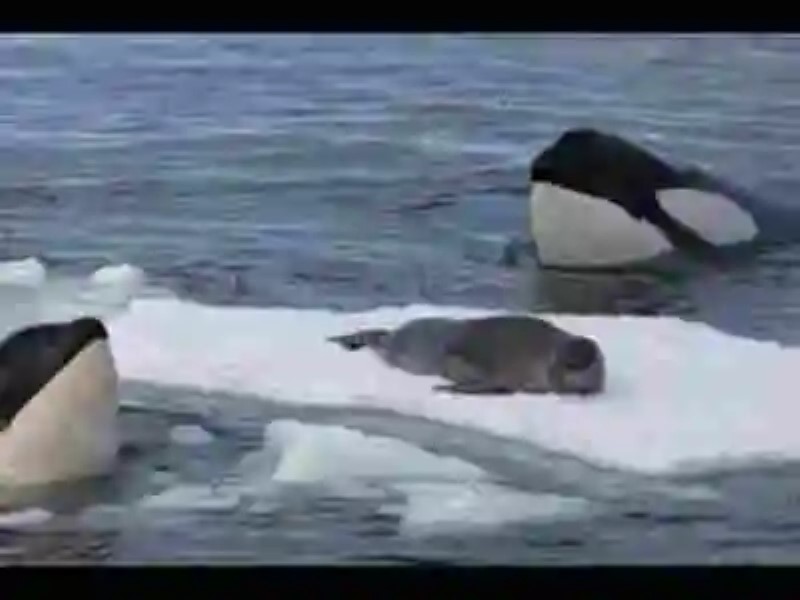 El extraño caso de las yubartas que salvan a las focas