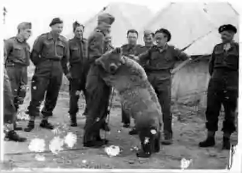 Wojtek, o el oso soldado de Polonia