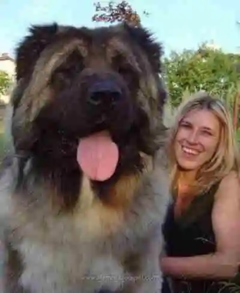 Grandes mascotas: perros y gatos gigantes | Big Pets: giant dogs and cats