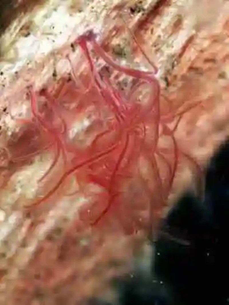 El gusano zombie que habita en las profundidades del océano