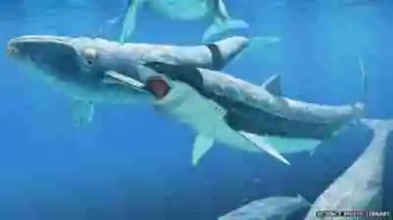 Megalodón: ¿es posible que el tiburón más grande de la Historia aún recorra los océanos de la Tierra?