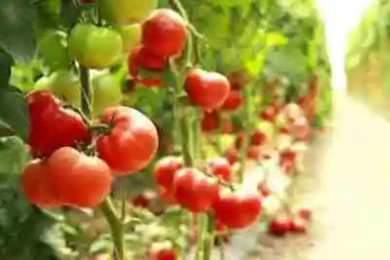“Pan-Genoma”: el proyecto genético que podría salvar el sabor del tomate