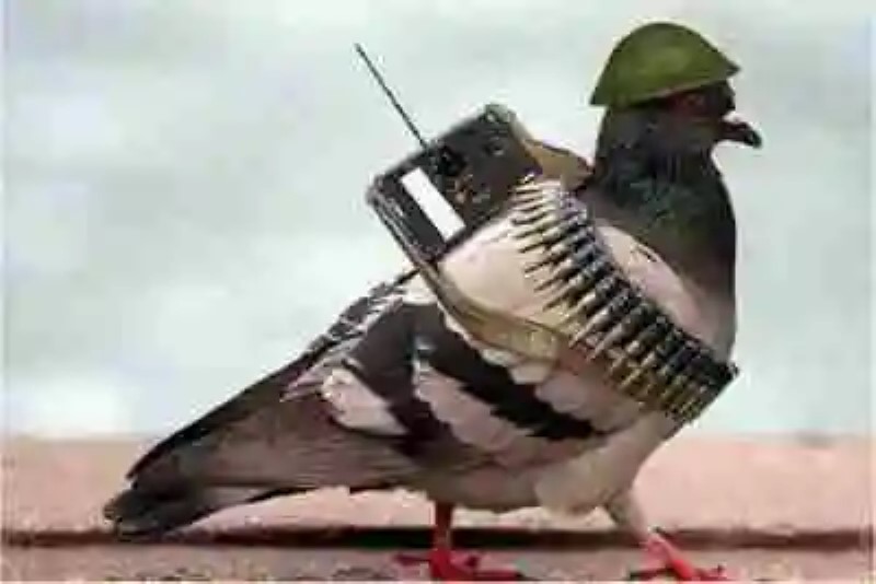 El ejército chino se encuentra entrenando una división de palomas mensajeras