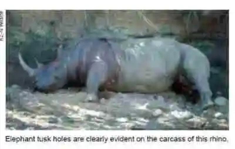 Temed al gigante: el caso de los elefantes asesinos de rinocerontes en Sudáfrica