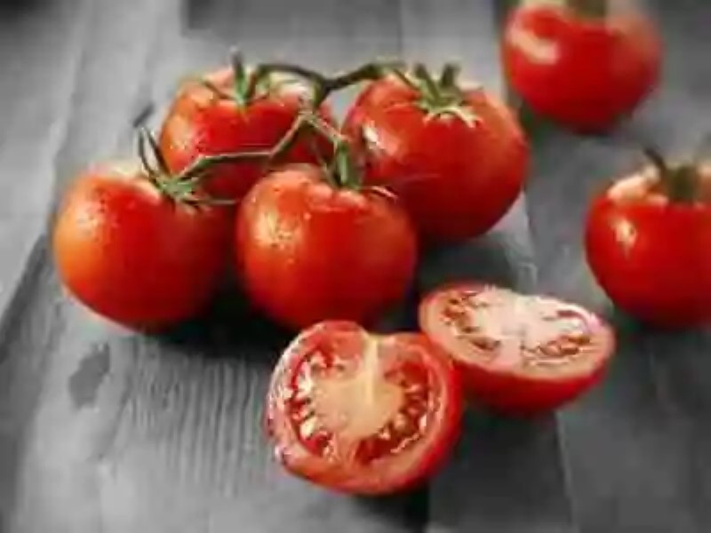 Estados Unidos contra el tomate: el curioso juicio de la planta de 1820