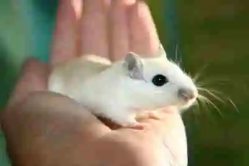 Científicos logran que ratones paralizados puedan volver a caminar