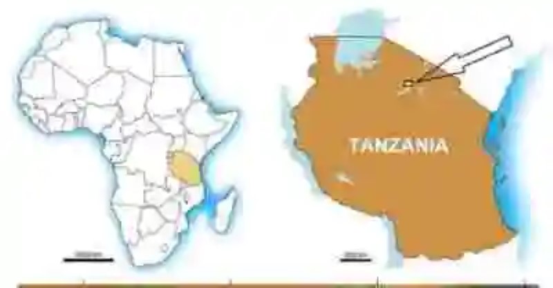 La historia del ave que asoló los campos de Tanzania