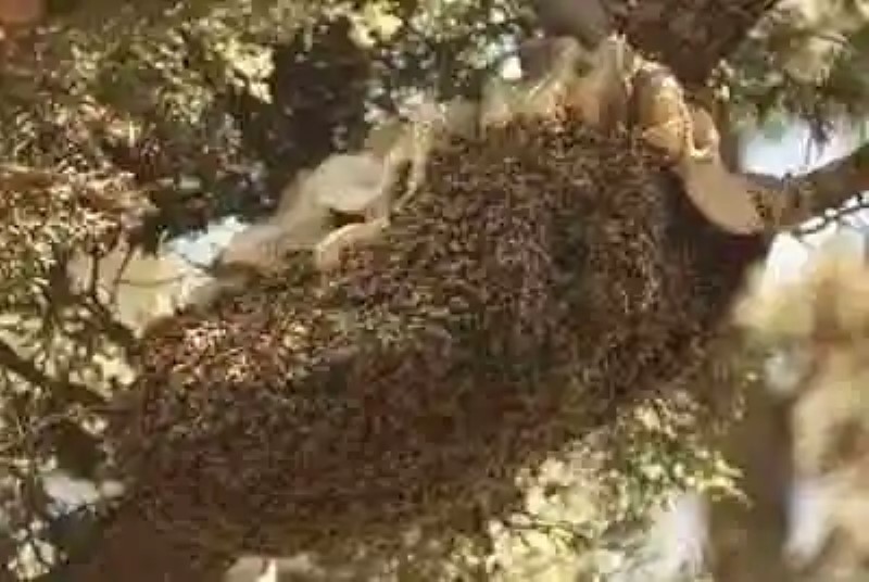 Usos bélicos de las colmenas de abejas