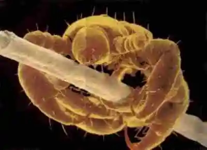 Insectos al microscopio