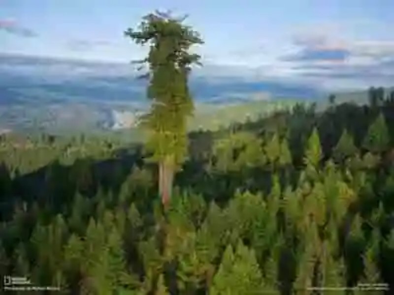 Los árboles más viejo, más alto, más ancho y más grande del mundo