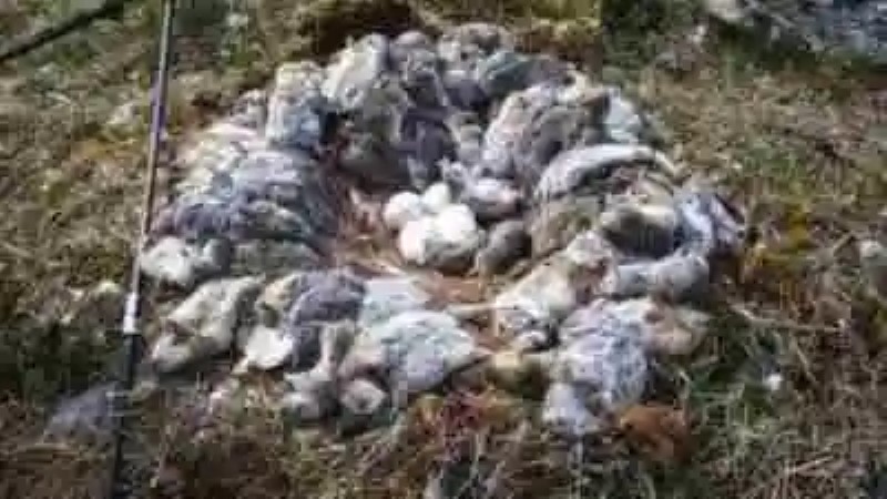 ¿Por qué las lechuzas árticas construyen sus nidos con los cuerpos de sus presas?