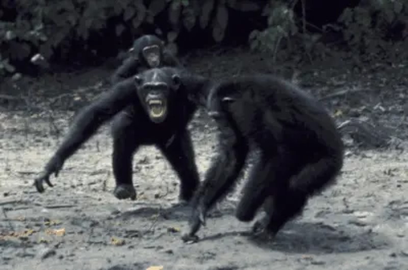 La Guerra de Gombe: ¿qué nos enseña el único conflicto a gran escala que conocemos entre los chimpancés?