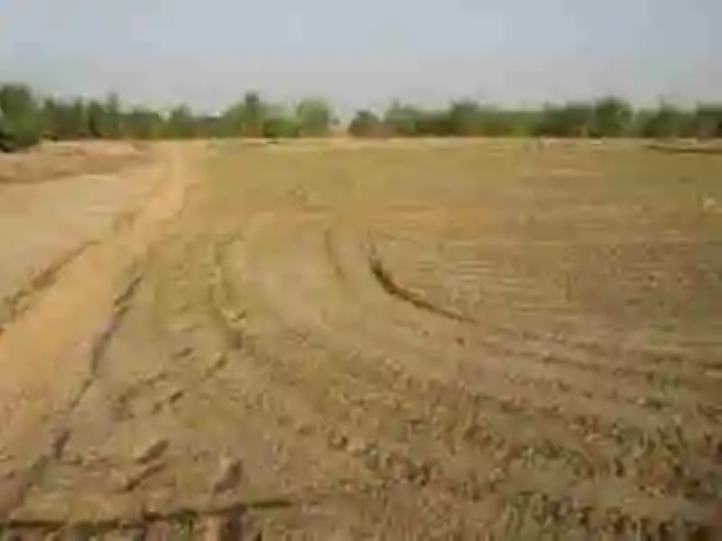 Innovación permite convertir la arena desértica en suelo de cultivo