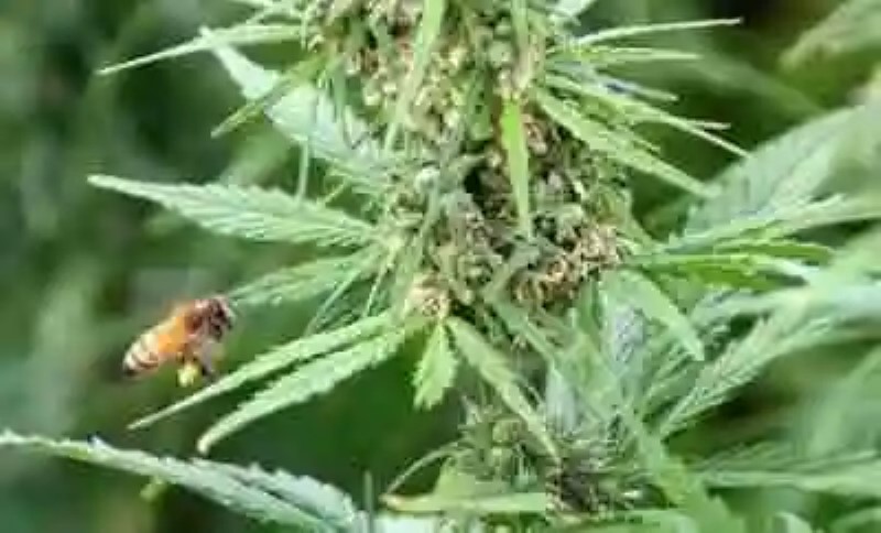Cultivos de marihuana en Colorado parecen estar salvando a las abejas