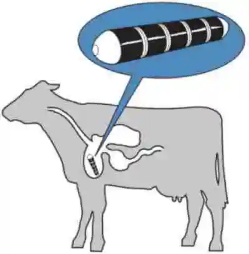 ¿Por qué les damos imanes a las vacas?