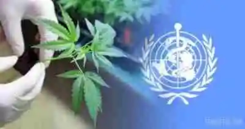 Organización Mundial de la Salud solicita que se retire a la marihuana de la lista de sustancias más peligrosas