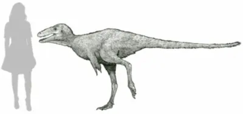 Paleontólogos hayan un pequeño antecesor del T. Rex y descubren que se volvió gigante en un segundo geológico