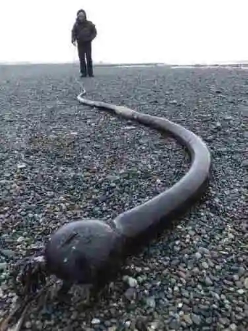 Las “serpientes marrones” que fueron halladas en las costas rusas