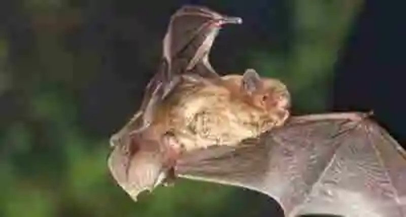 Experimentos peculiares: los murciélagos y la caja de tiza