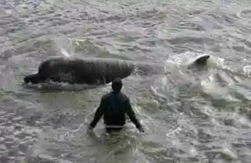 El día que una ballena apareció en el centro de Londres