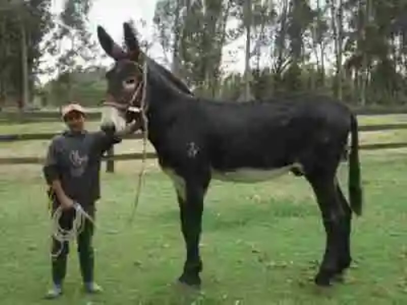 Mamut-Jack: los burros más grandes del mundo
