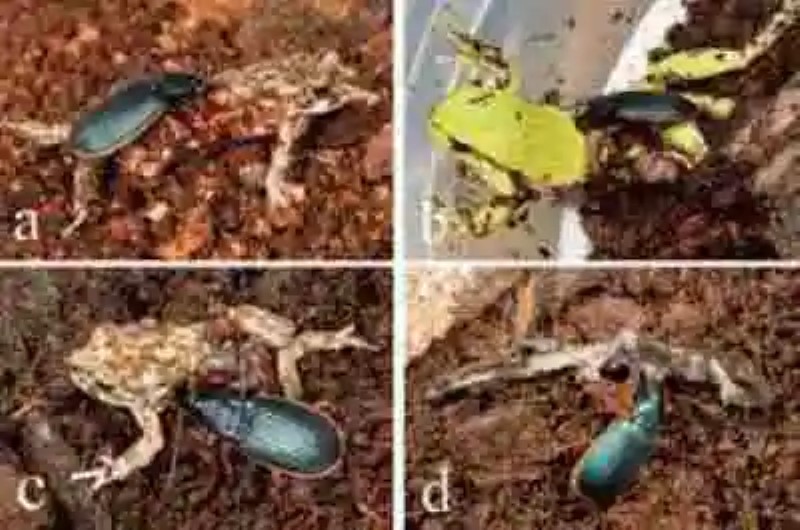 El escarabajo monstruoso que se alimenta de sapos