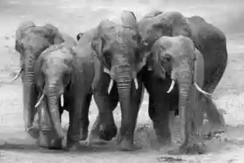 Investigadores creen que el incremento de los ataques de elefantes a aldeas rurales en África e India podrían estar motivados por la venganza