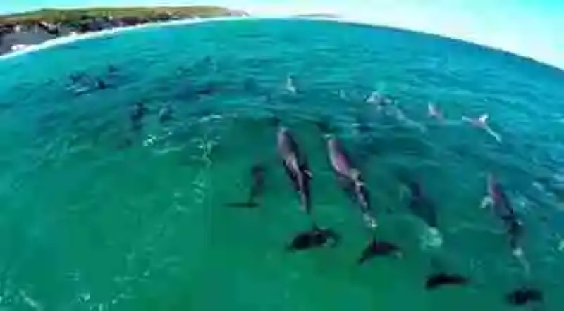 Científicos detectan extrañas migraciones de delfines nariz de botella y tiburones toro aparentemente asociadas al calentamiento global
