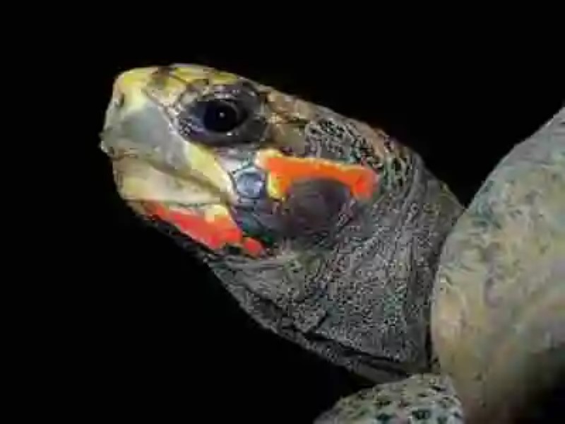 ¿Son los reptiles más inteligentes de lo que creemos?