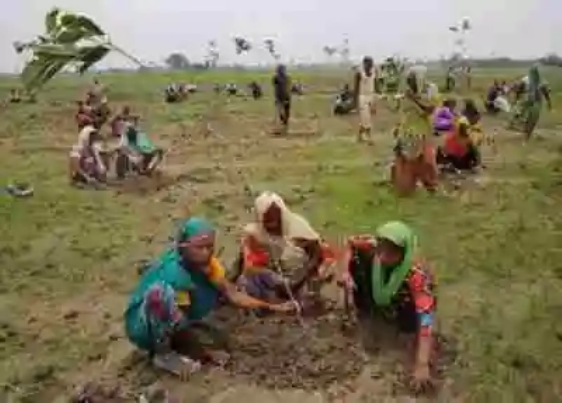 India realiza una jornada masiva de reforestación y planta más de 50 millones de árboles