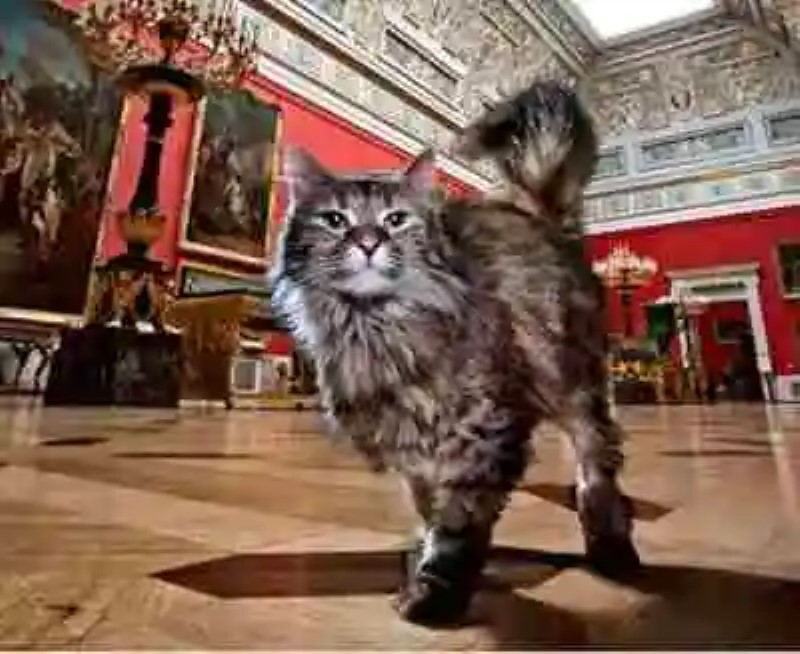 Los gatos del Museo Hermitage, San Petersburgo
