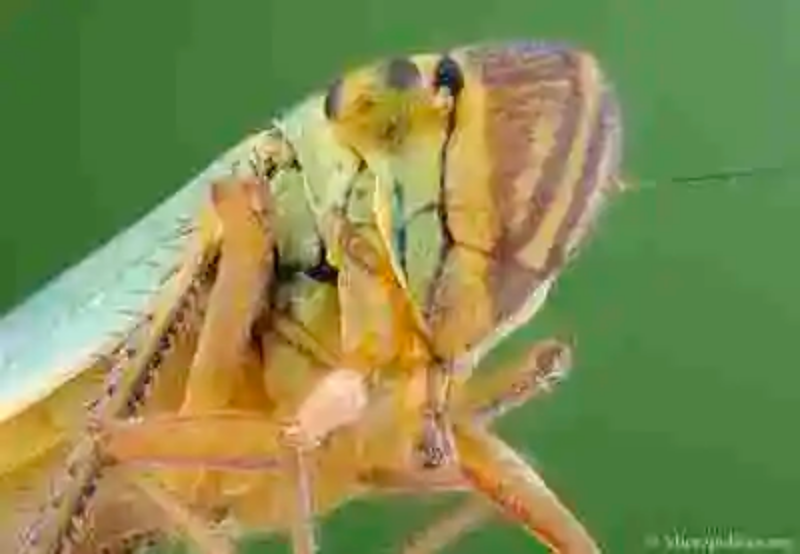 Insectos al microscopio