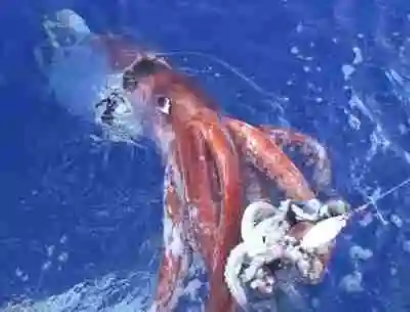 El Kraken: Todo sobre los calamares gigantes