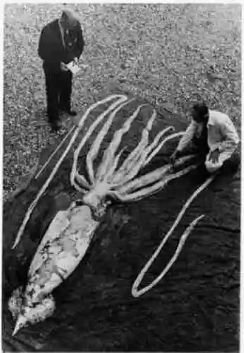 El Kraken: Todo sobre los calamares gigantes