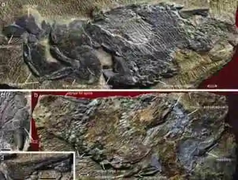 Hayan el fósil más antiguo de un pez óseo