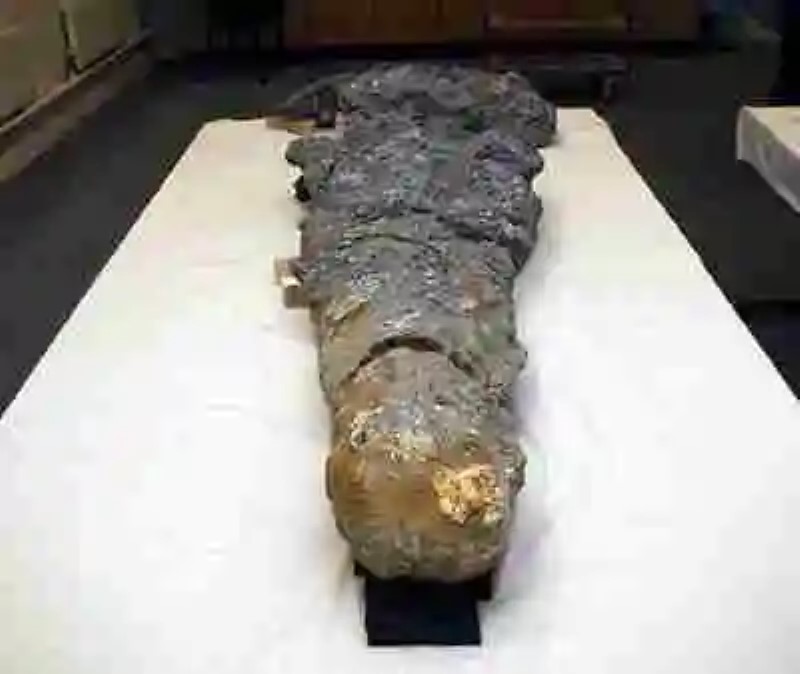 Descubren el cráneo del animal más grande de la prehistoria