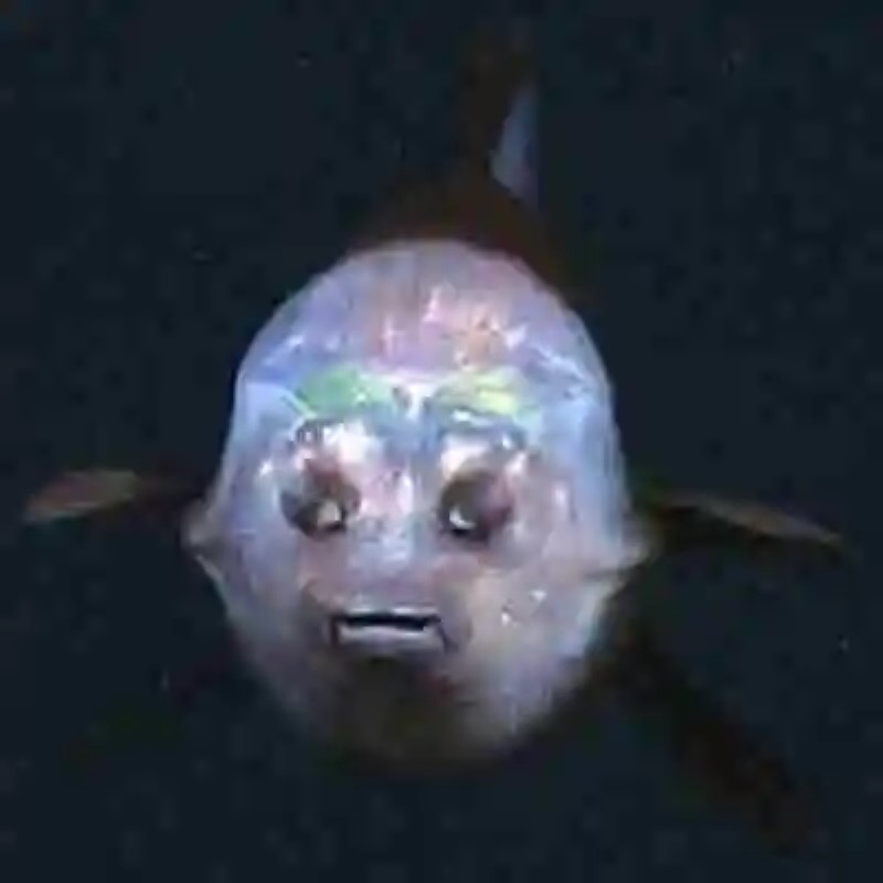 Macropinna microstoma, el pez con los ojos en el interior de su cráneo