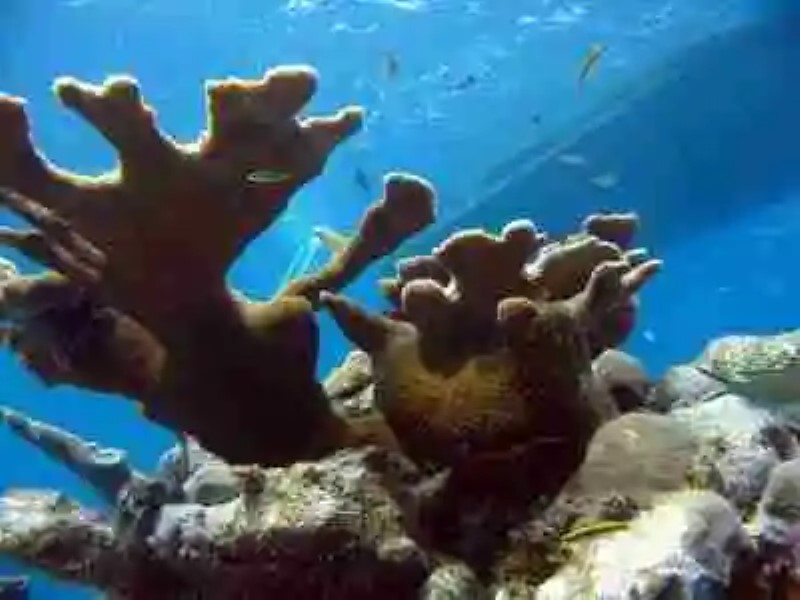 Los seres vivos más longevos de los océanos
