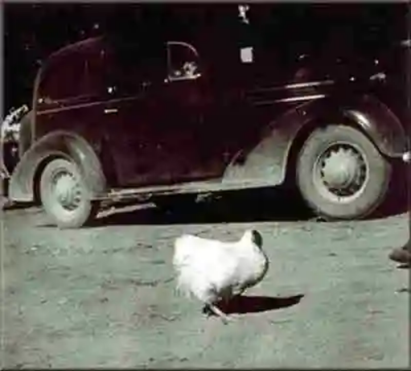 La historia del pollo Mike, «El gallo sin cabeza»