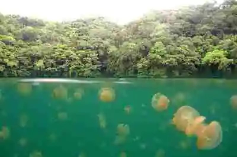 El maravilloso lago de las medusas doradas: casi se extinguen