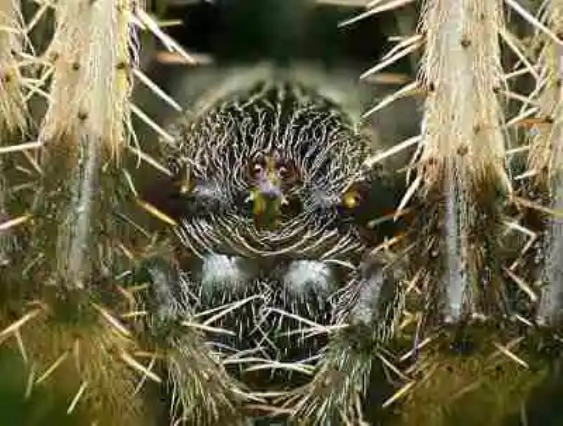 Macro fotografía. Ojos de araña
