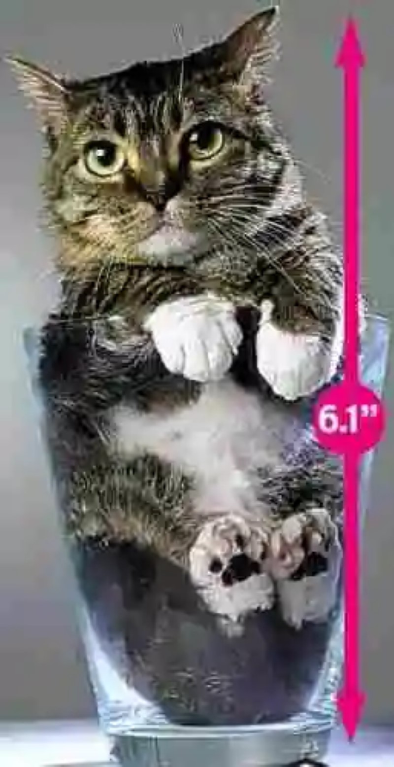 Mr. Peebles. El gato más pequeño del mundo