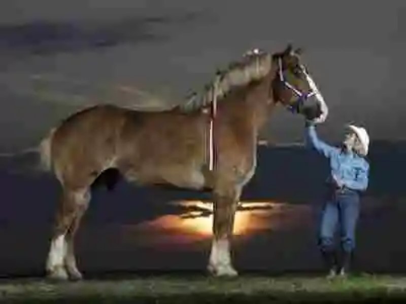 Radar & Thumbelina. El caballo más grande y el más pequeño del mundo