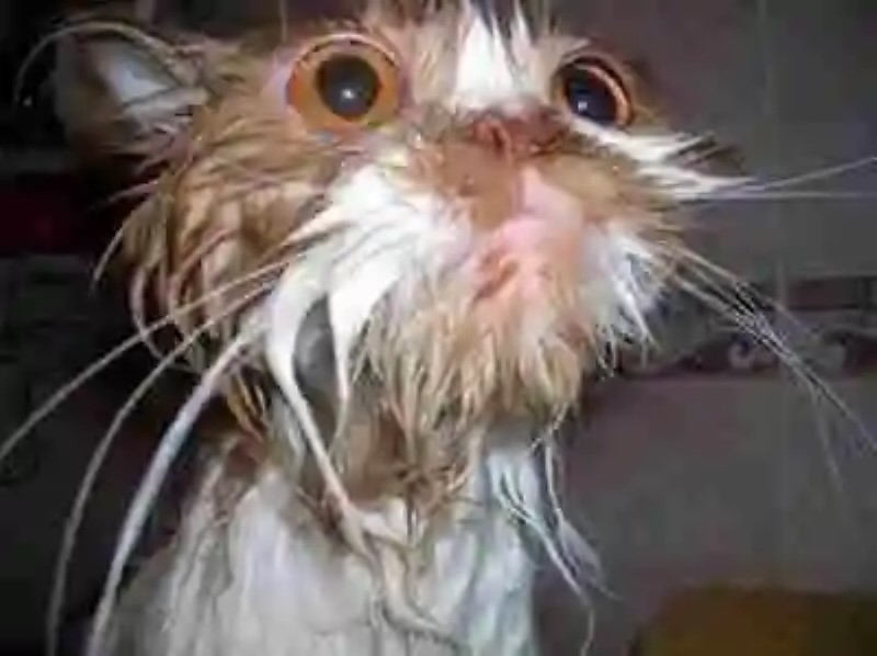 El undécimo mandamiento: No mojarás a tu gato