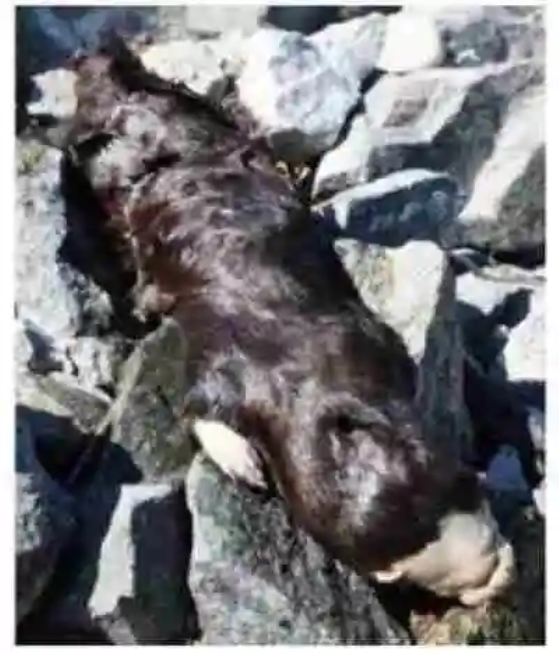 Aparece una extraña criatura en un lago de Canadá