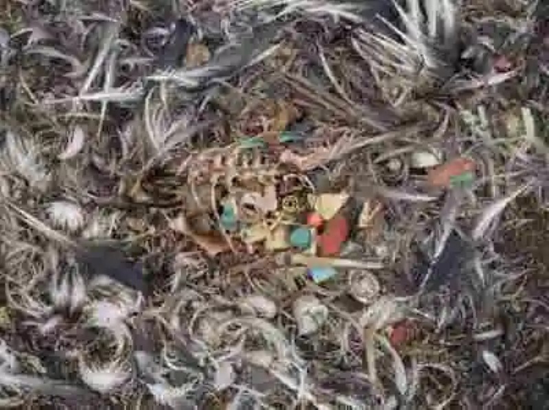 Las consecuencias de la basura en las playas