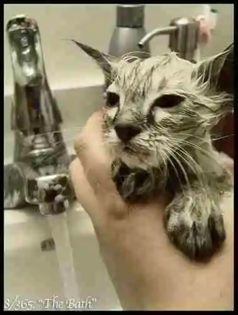 El undécimo mandamiento: No mojarás a tu gato