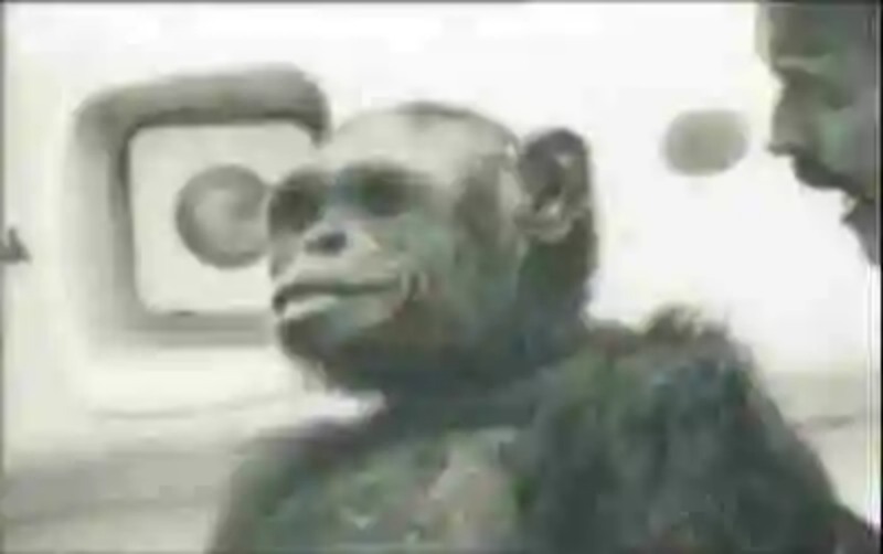 Oliver, el chimpancé que quería ser humano