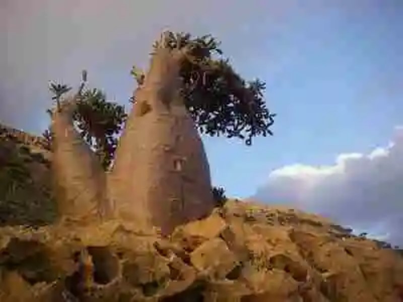 Planeta insólito. La isla de Socotra